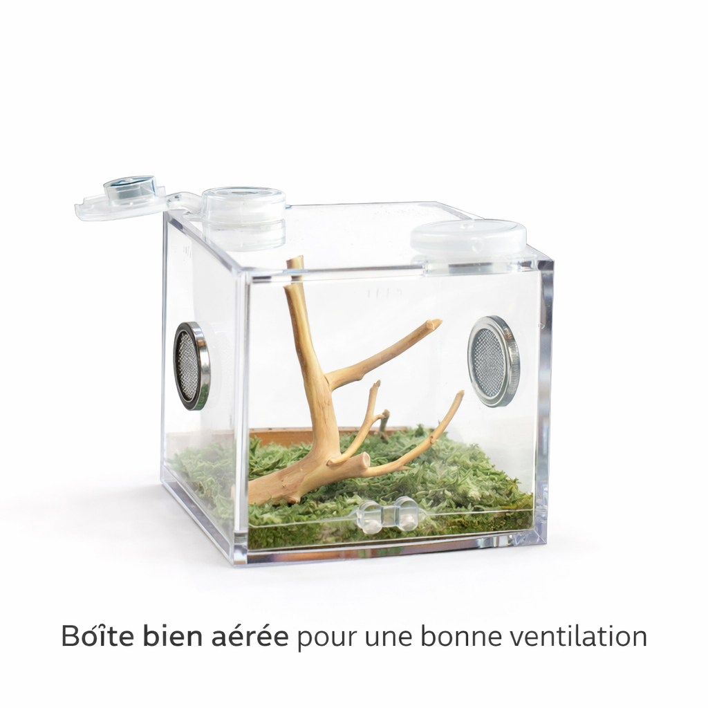 Terrarium pour escargots – Acrylique mini humide
