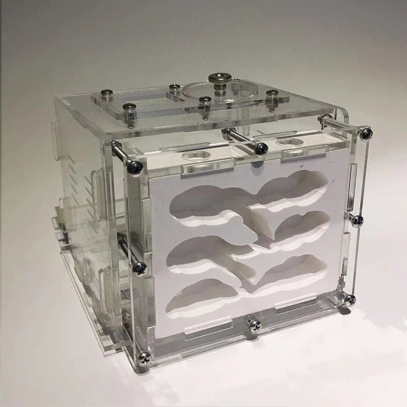 Terrarium pour fourmis – Acrylique plâtre écologique