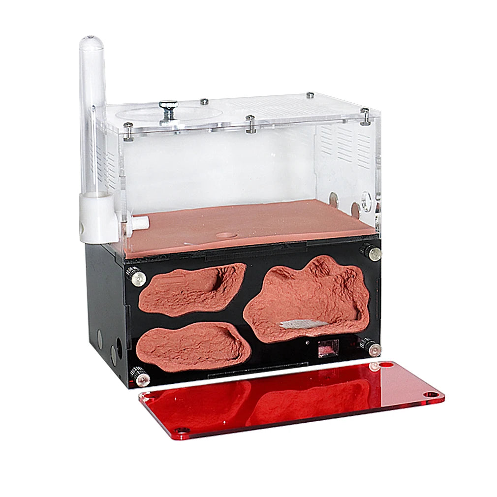 Terrarium pour fourmis – Acrylique rouge naturel