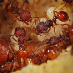 Terrarium pour fourmis – Starter sable compact