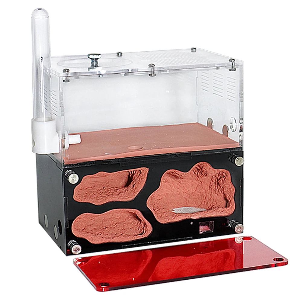 Terrarium pour fourmis – Acrylique rouge naturel